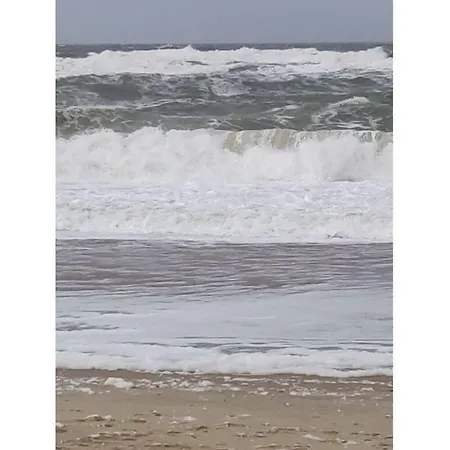 דירה D Wilting In The House *